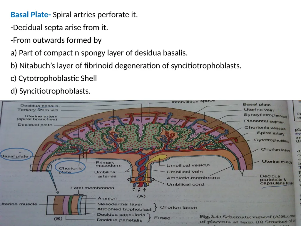 Placenta & Membranes- Development & Anatomy Mrs. - slide 23 of 51