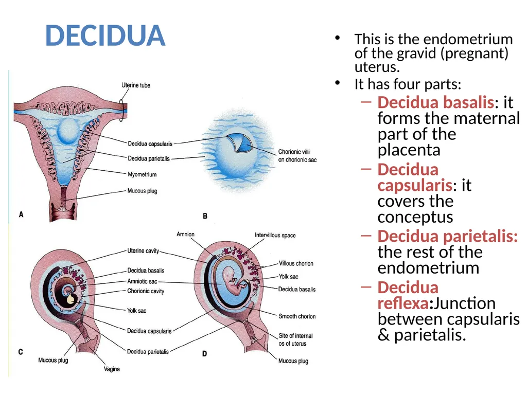 Placenta & Membranes- Development & Anatomy Mrs. - slide 13 of 51