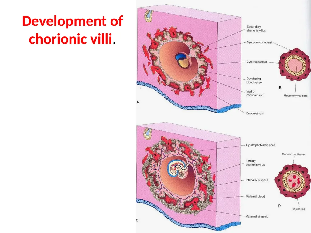 Placenta & Membranes- Development & Anatomy Mrs. - slide 12 of 51