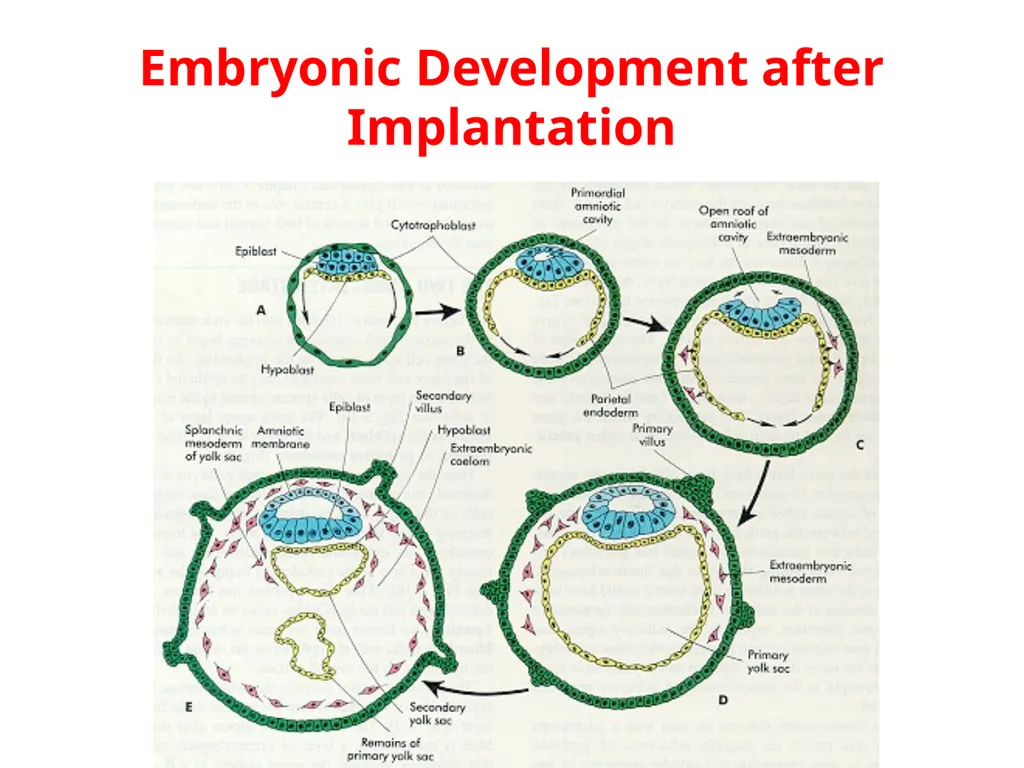Placenta & Membranes- Development & Anatomy Mrs. - slide 36 of 51