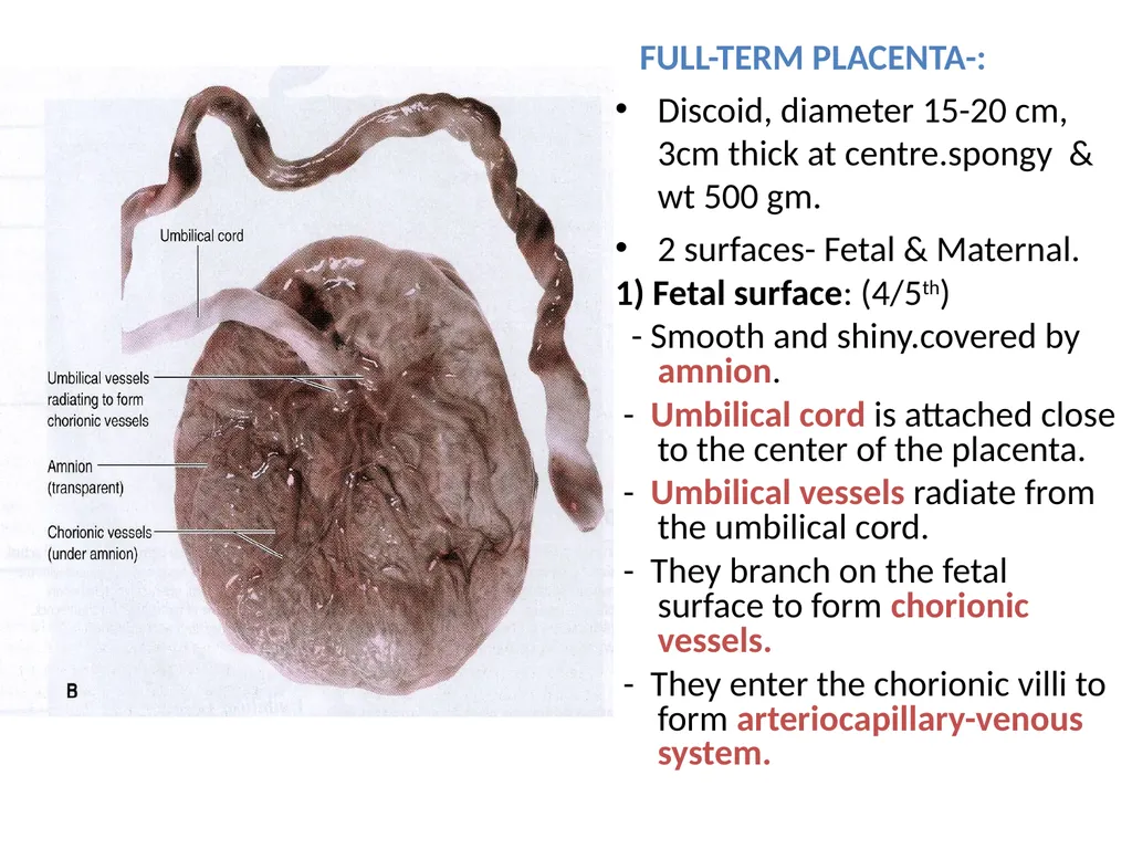 Placenta & Membranes- Development & Anatomy Mrs. - slide 16 of 51