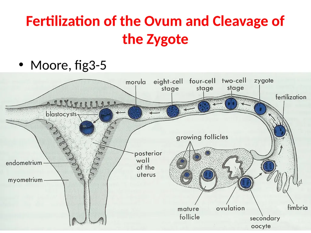 Placenta & Membranes- Development & Anatomy Mrs. - slide 8 of 51