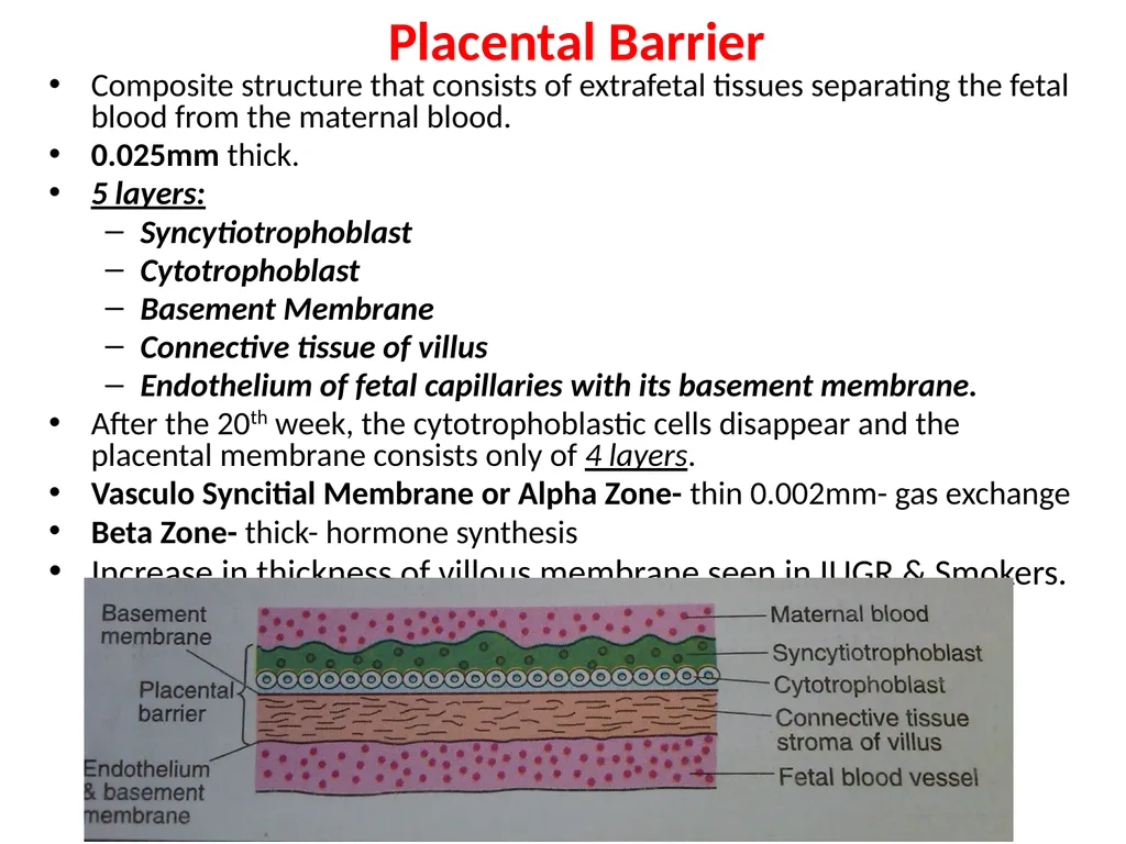 Placenta & Membranes- Development & Anatomy Mrs. - slide 27 of 51