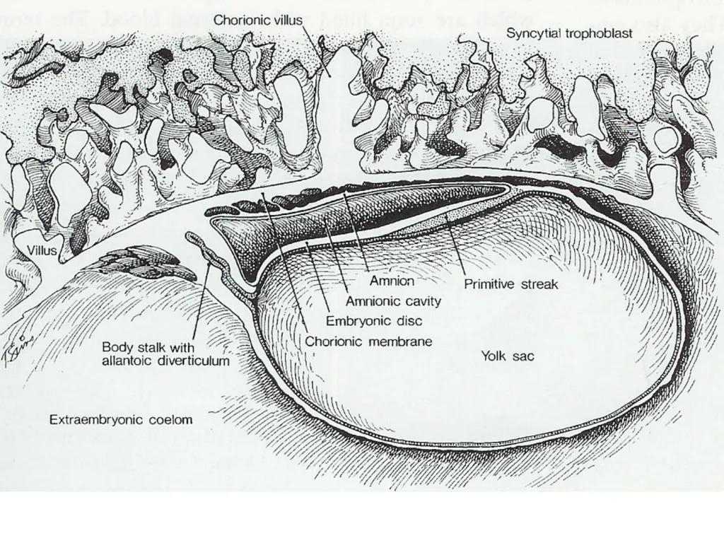 Placenta & Membranes- Development & Anatomy Mrs. - slide 32 of 51