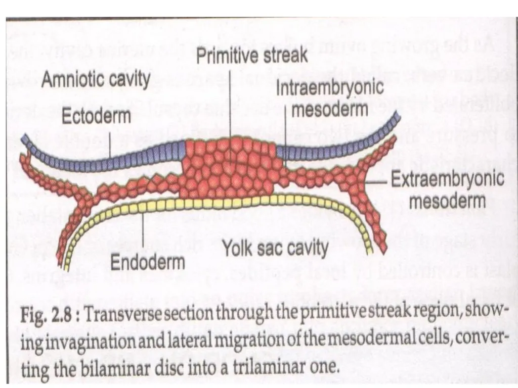 Placenta & Membranes- Development & Anatomy Mrs. - slide 34 of 51