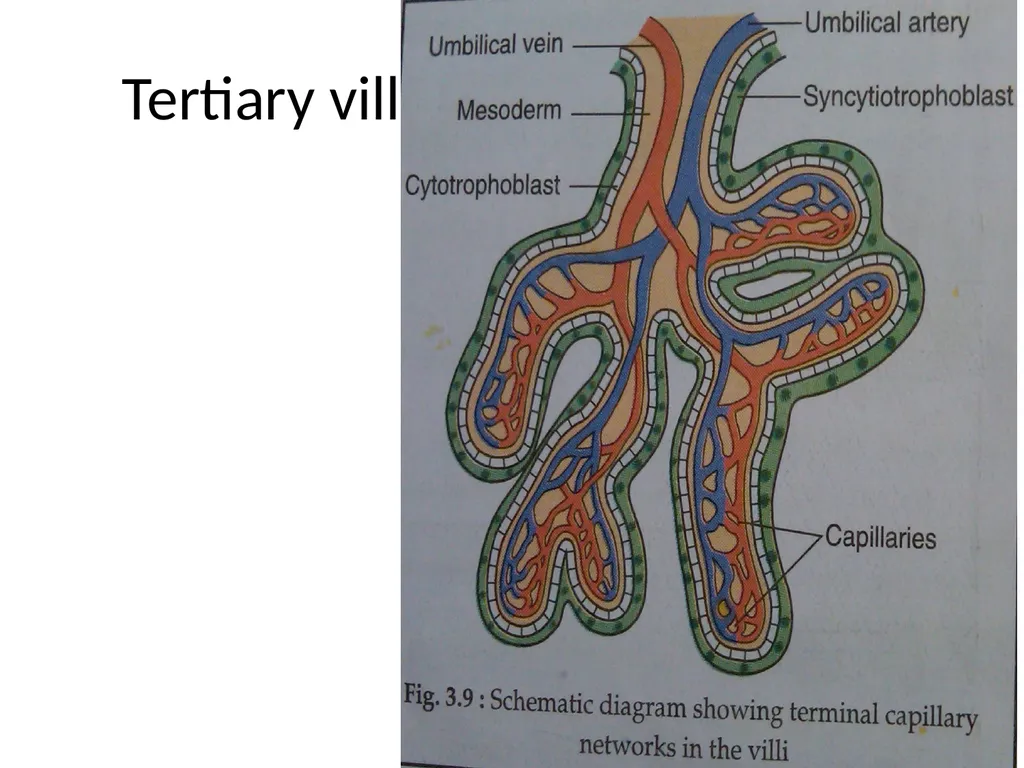 Placenta & Membranes- Development & Anatomy Mrs. - slide 26 of 51