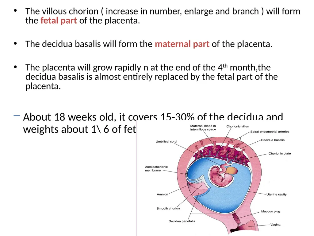 Placenta & Membranes- Development & Anatomy Mrs. - slide 15 of 51