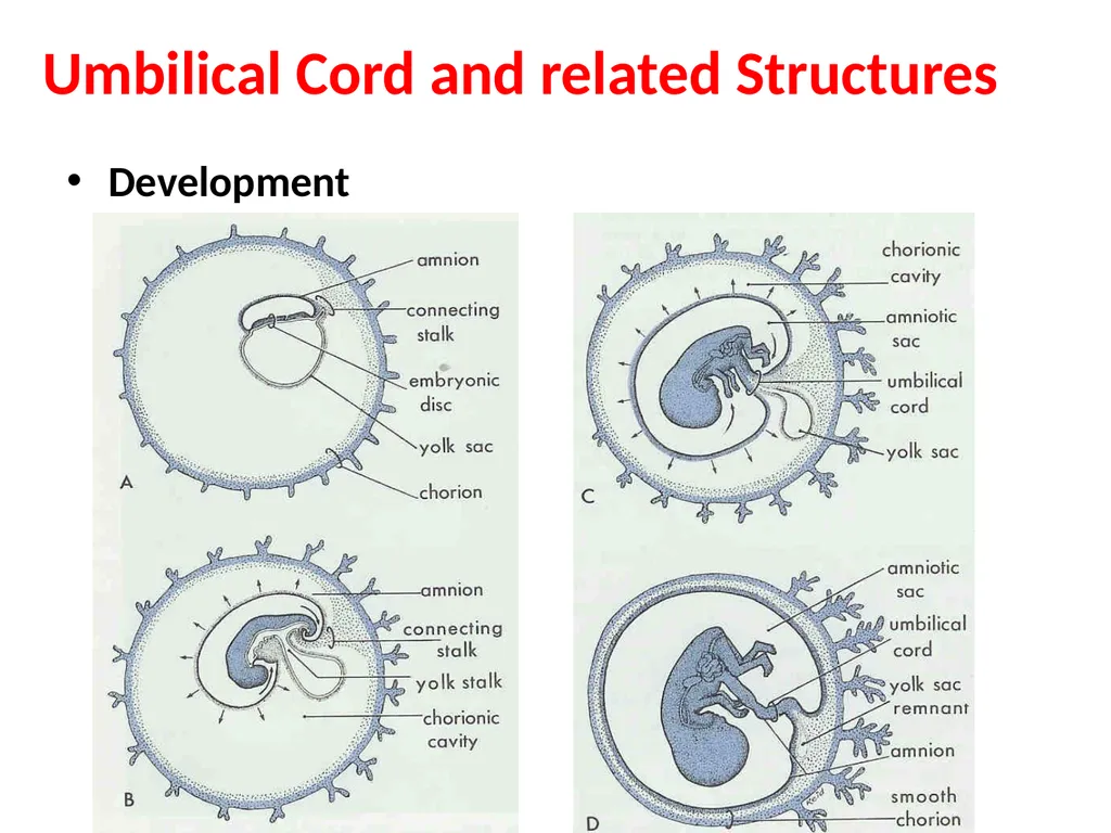 Placenta & Membranes- Development & Anatomy Mrs. - slide 19 of 51