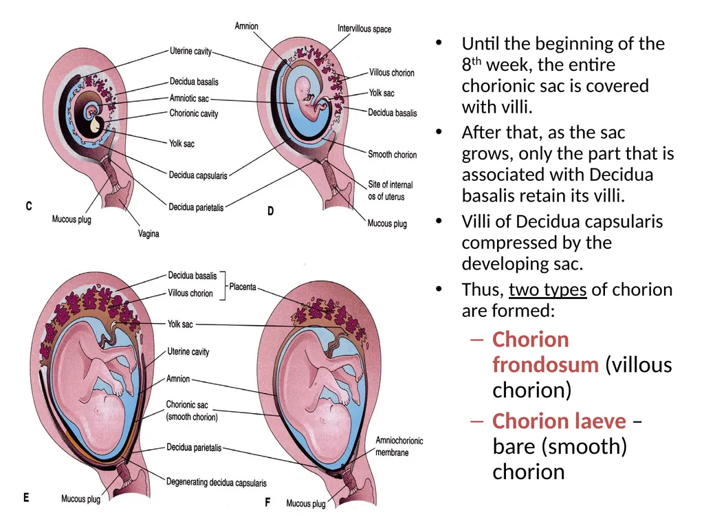Placenta & Membranes- Development & Anatomy Mrs. - slide 14 of 51