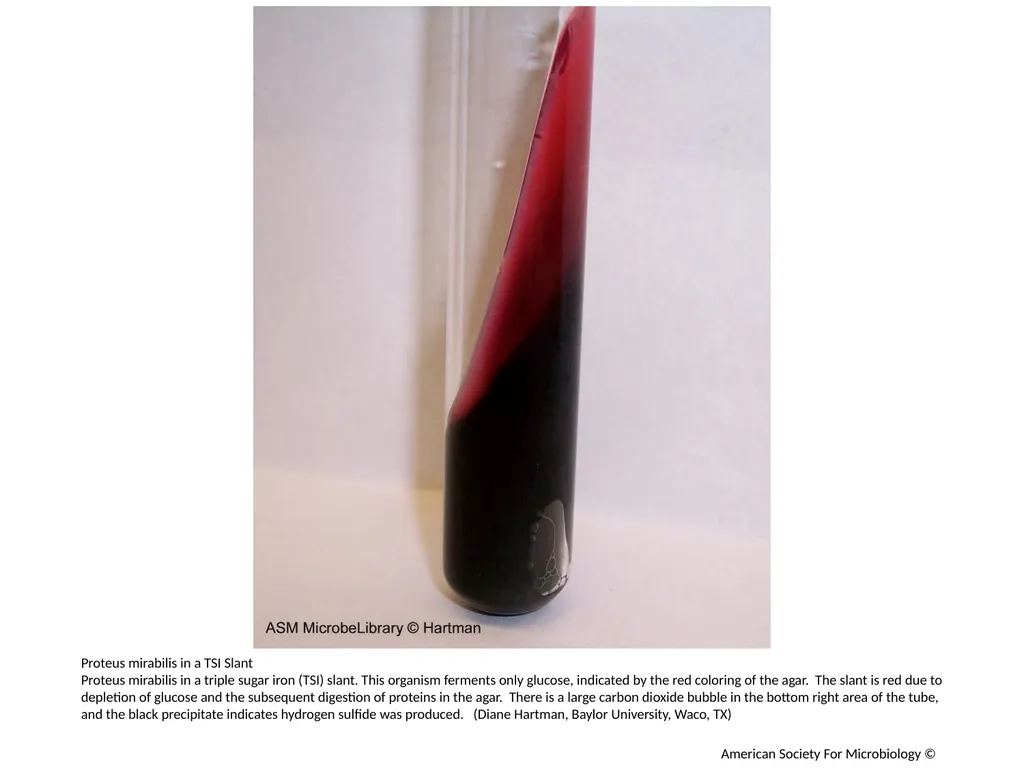 Fermentation Author: Multiple Authors Citation: - slide 13 of 21