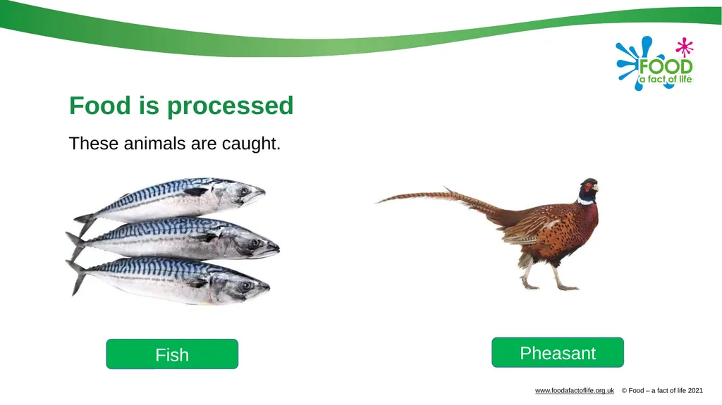 Food is produced and processed All food is from a - slide 10 of 24