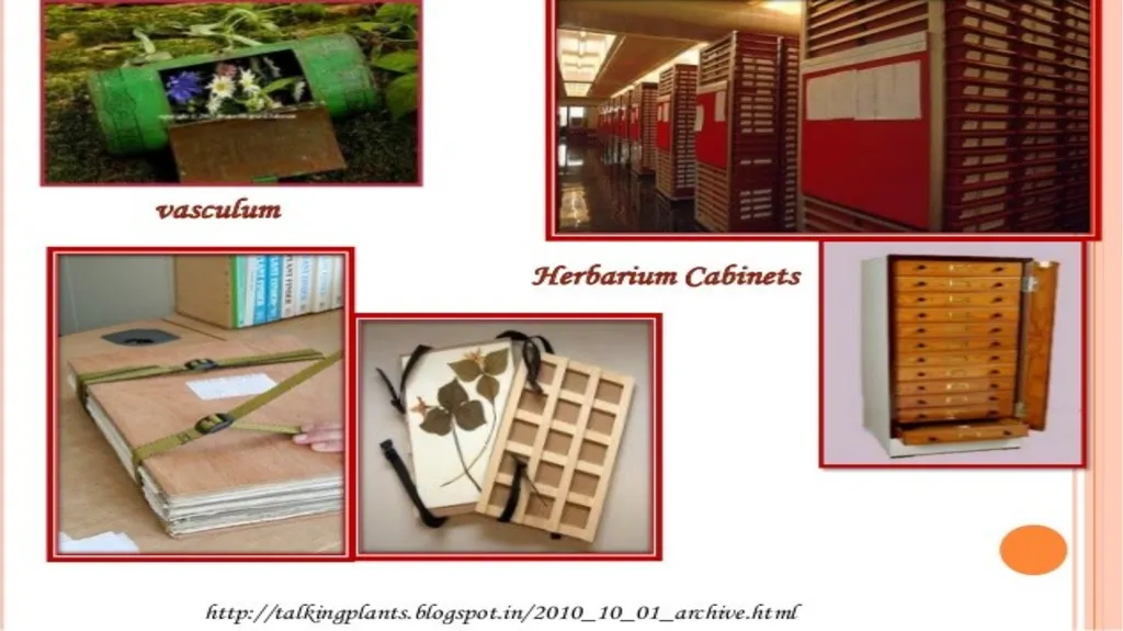 HERBARIUM PREPARATION OF HERBARIUM SHEETS, - slide 19 of 38