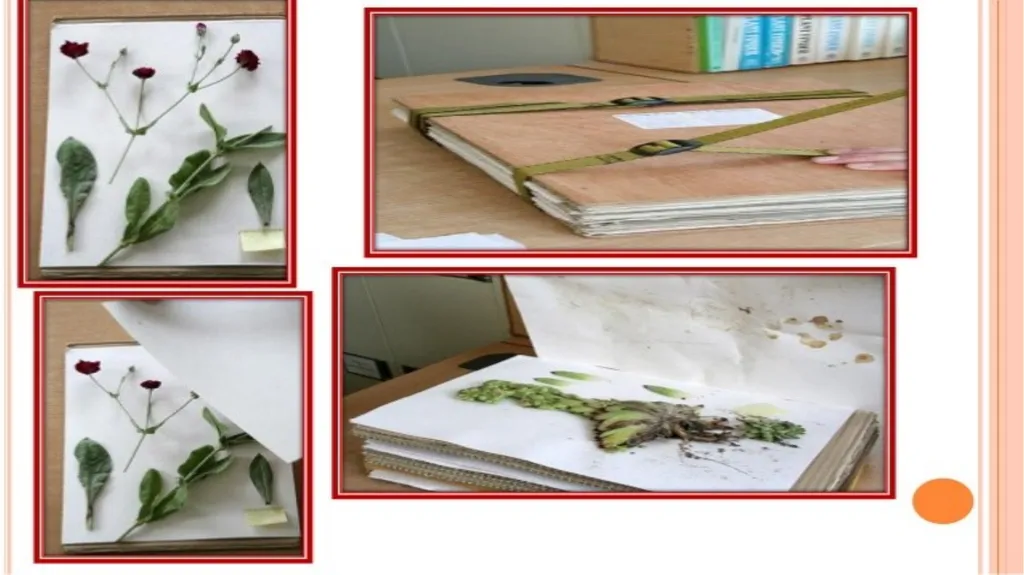 HERBARIUM PREPARATION OF HERBARIUM SHEETS, - slide 23 of 38