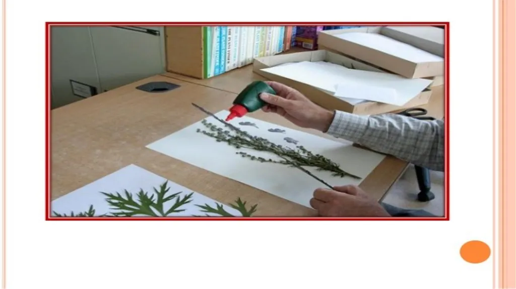 HERBARIUM PREPARATION OF HERBARIUM SHEETS, - slide 33 of 38