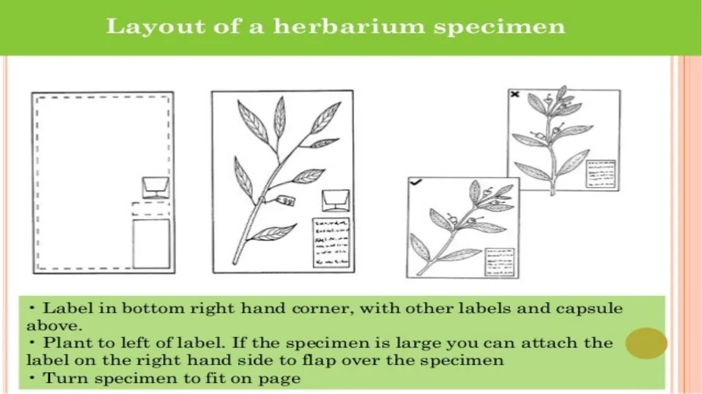 HERBARIUM PREPARATION OF HERBARIUM SHEETS, - slide 34 of 38