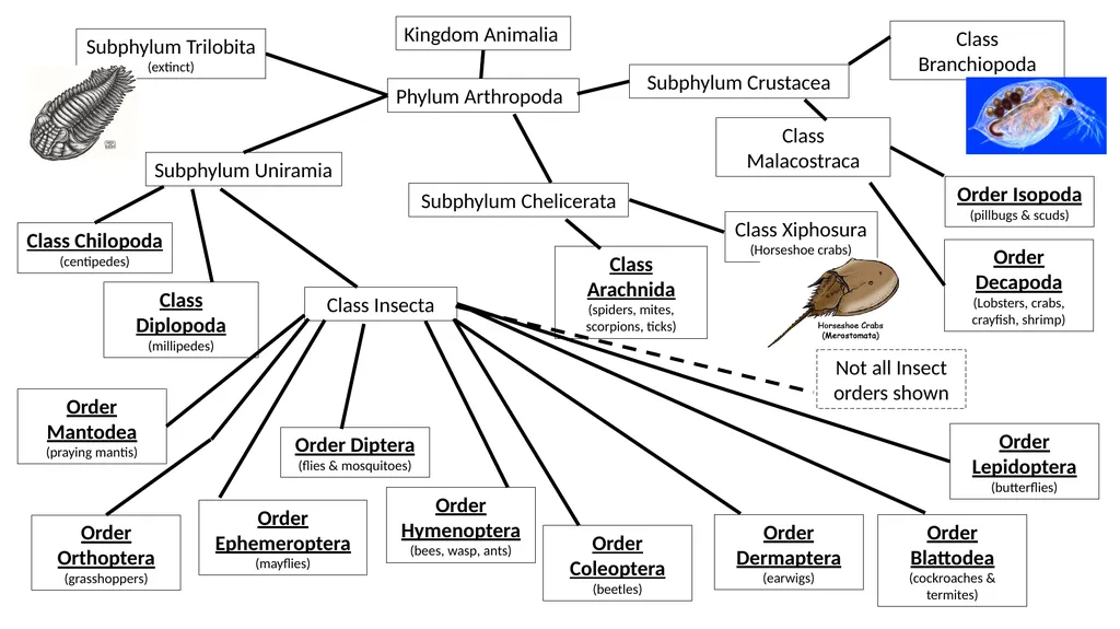 Kingdom Animalia Phylum Arthropoda Subphylum - slide 1 of 2