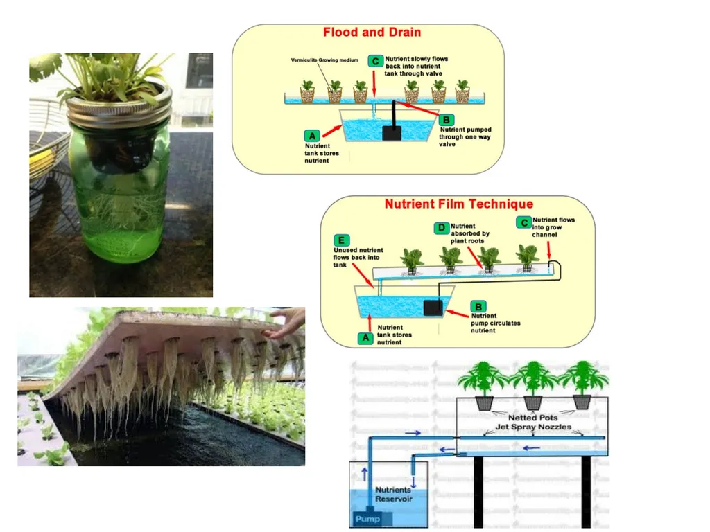 Hydroponics Unit 1: Introduction Hydroponics Unit - slide 9 of 19