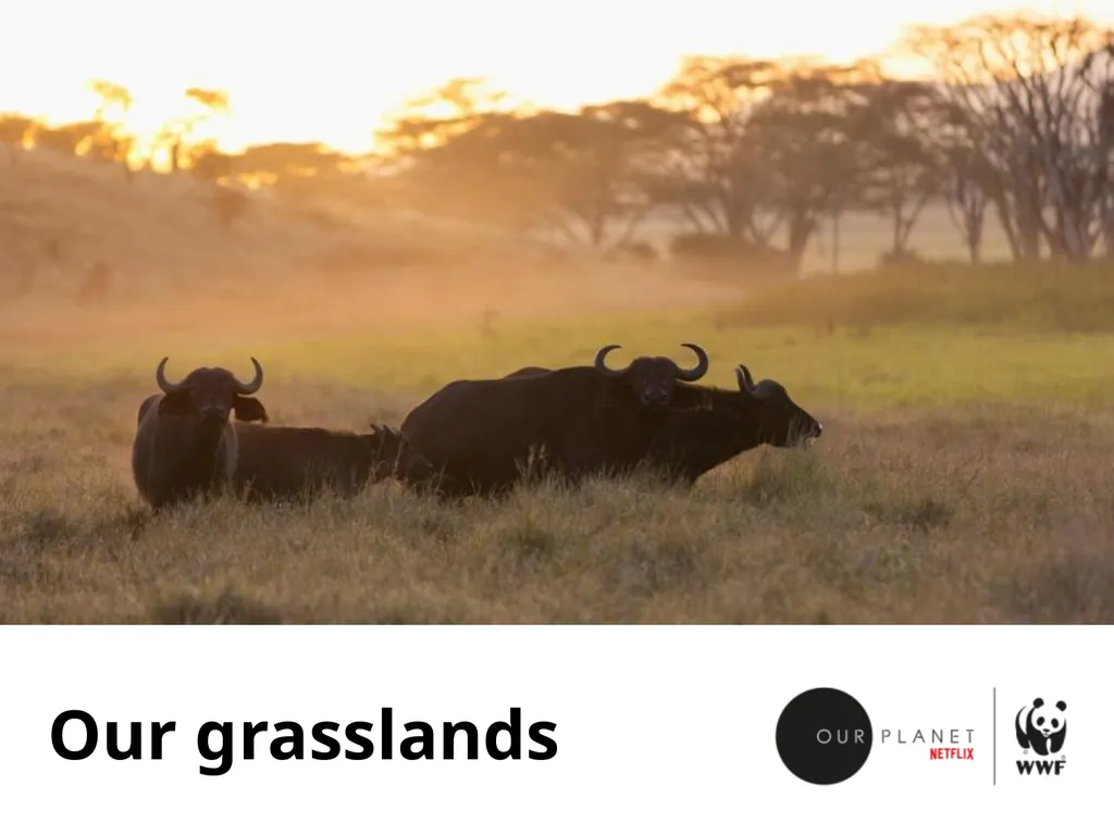 Our grasslands Where in the world? Let’s explore - slide 1 of 9