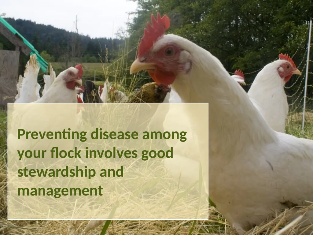 Small-Scale Livestock Production Raising Poultry - slide 18 of 43
