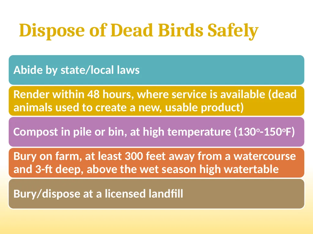Small-Scale Livestock Production Raising Poultry - slide 16 of 43