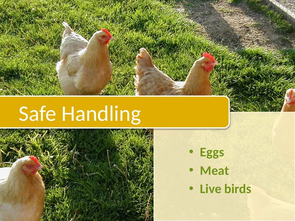 Small-Scale Livestock Production Raising Poultry - slide 22 of 43