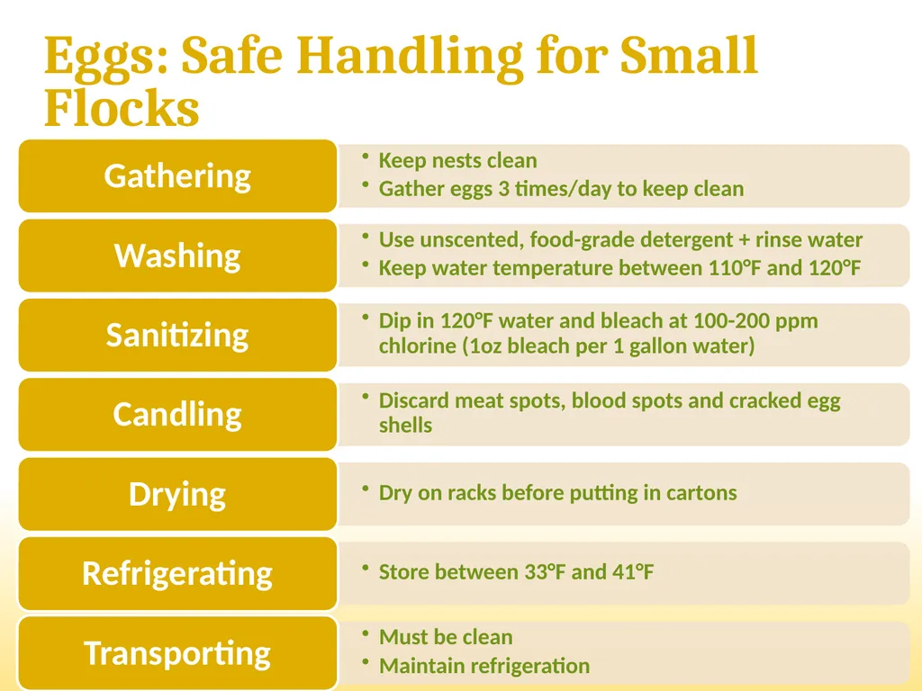 Small-Scale Livestock Production Raising Poultry - slide 23 of 43