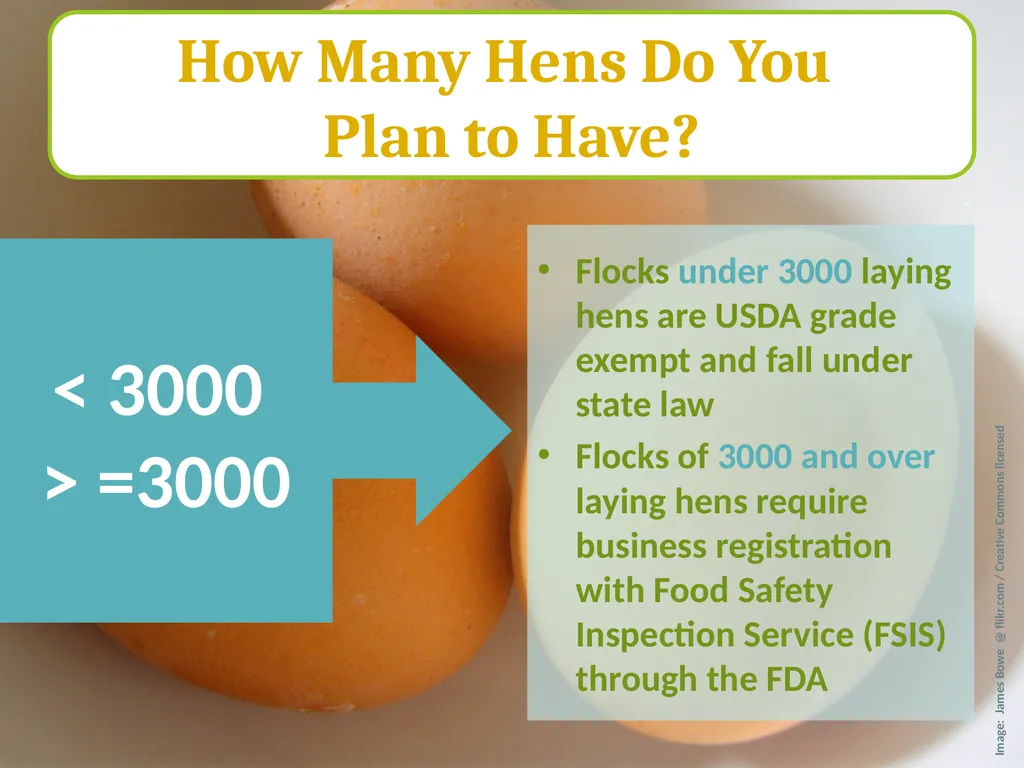 Small-Scale Livestock Production Raising Poultry - slide 29 of 43