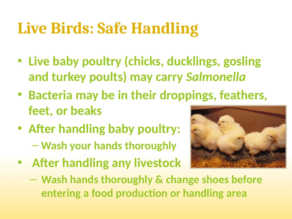 Small-Scale Livestock Production Raising Poultry - slide 26 of 43