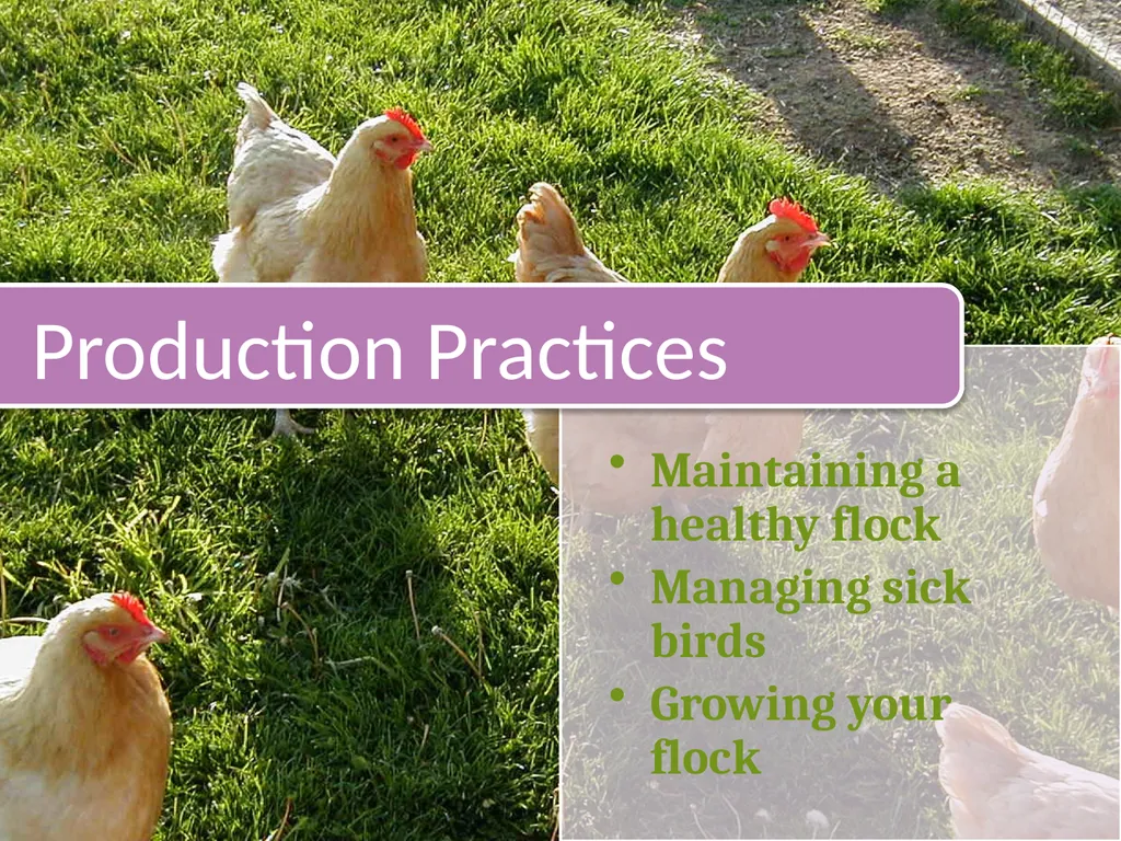 Small-Scale Livestock Production Raising Poultry - slide 17 of 43