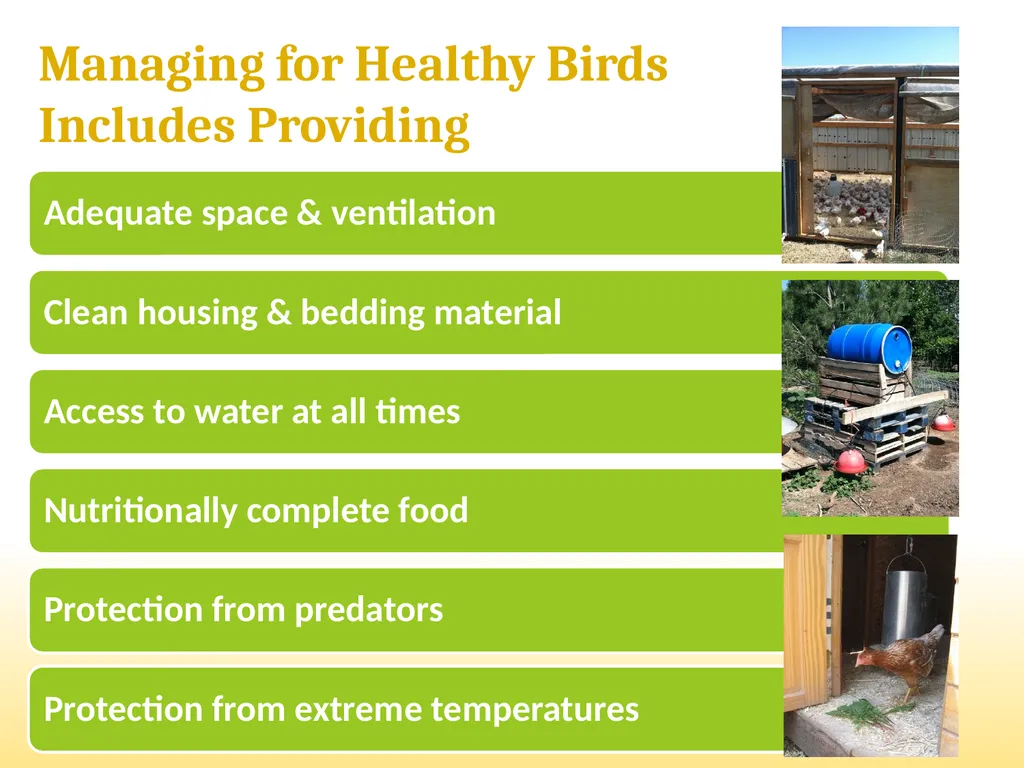 Small-Scale Livestock Production Raising Poultry - slide 19 of 43