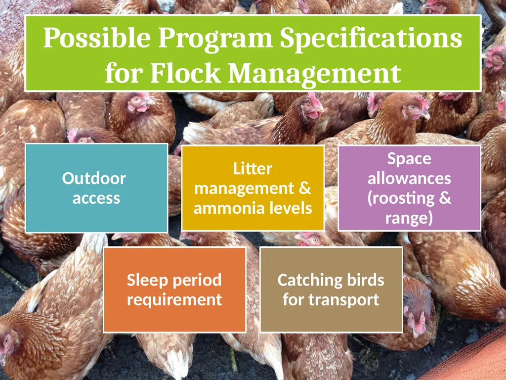 Small-Scale Livestock Production Raising Poultry - slide 7 of 43