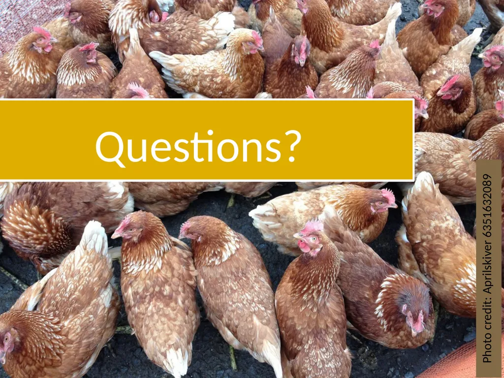 Small-Scale Livestock Production Raising Poultry - slide 41 of 43