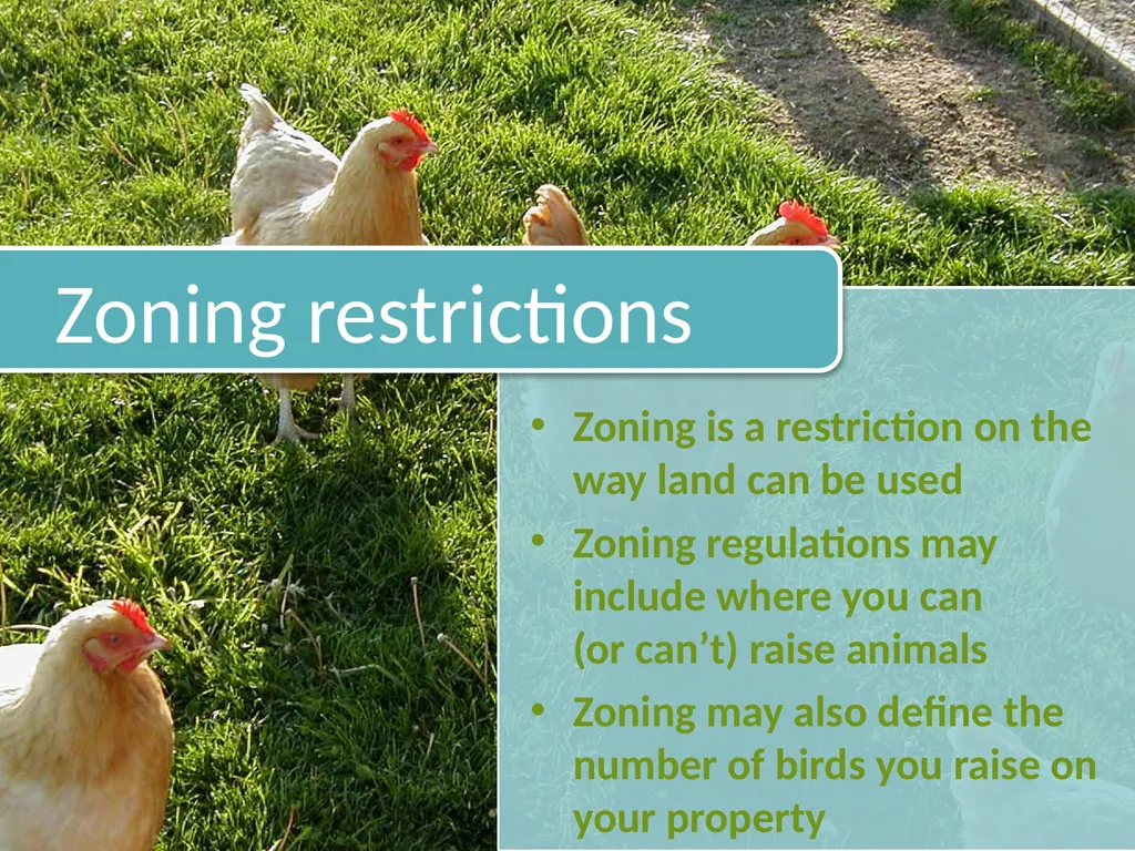 Small-Scale Livestock Production Raising Poultry - slide 36 of 43