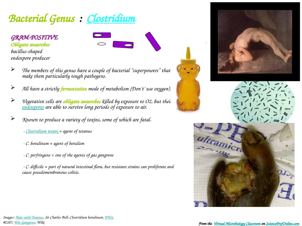 About Science Prof Online PowerPoint Resources - slide 16 of 31