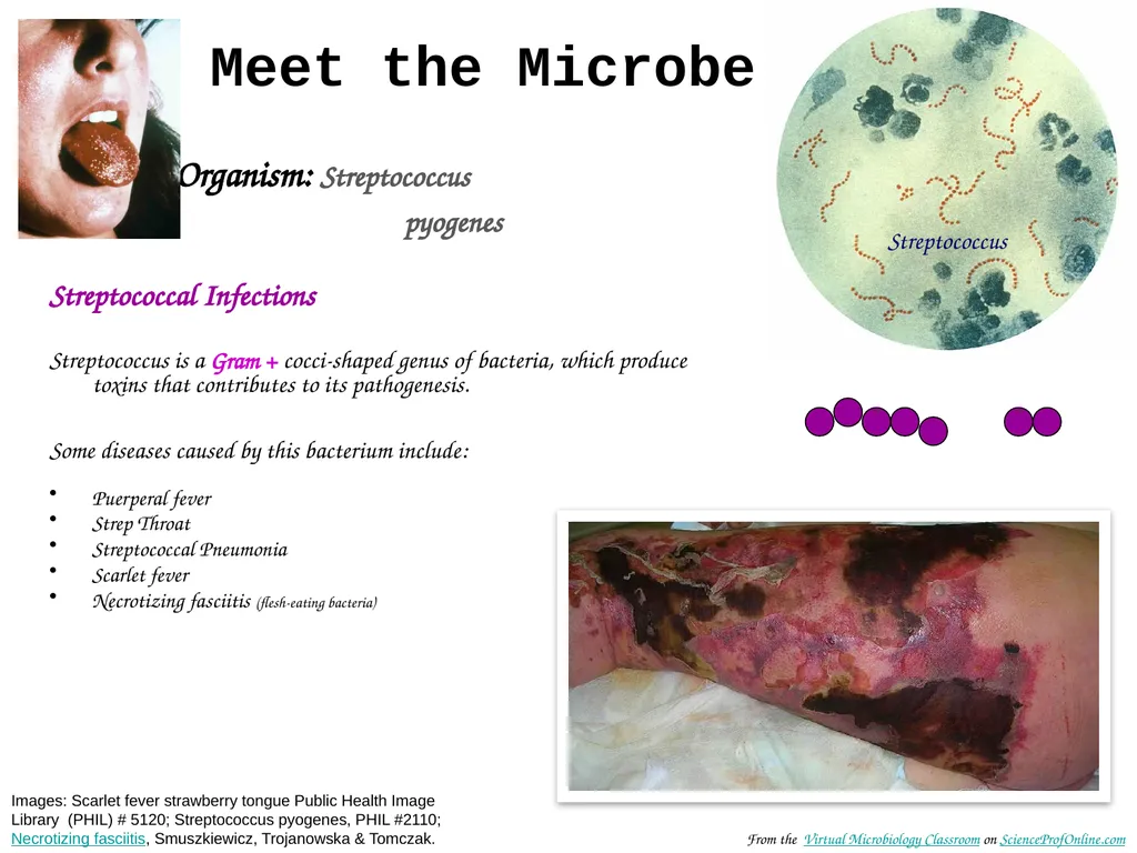 About Science Prof Online PowerPoint Resources - slide 12 of 31