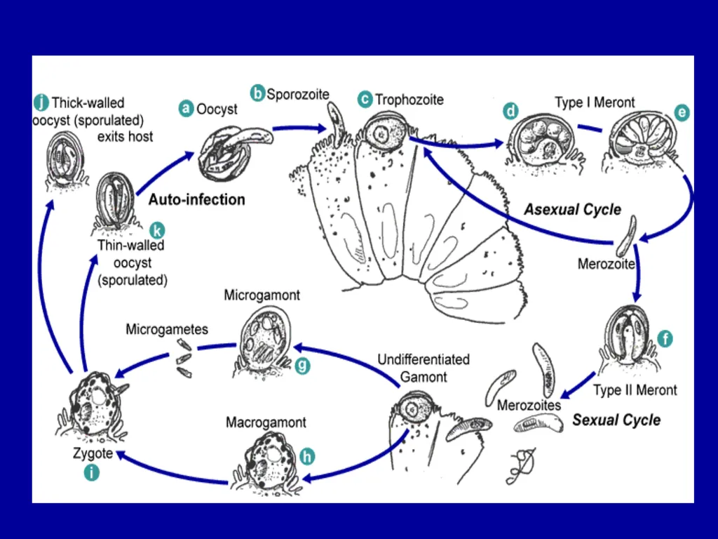 Cryptosporidium & Cryptosporidiosis - slide 4 of 16