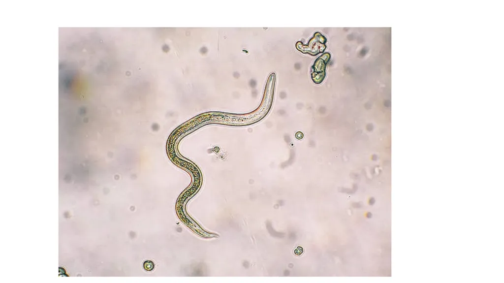 PATHOGENIC MICROORGANISMS WHAT IS A PATHOGEN? A - slide 11 of 38