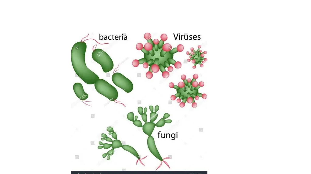 PATHOGENIC MICROORGANISMS WHAT IS A PATHOGEN? A - slide 12 of 38
