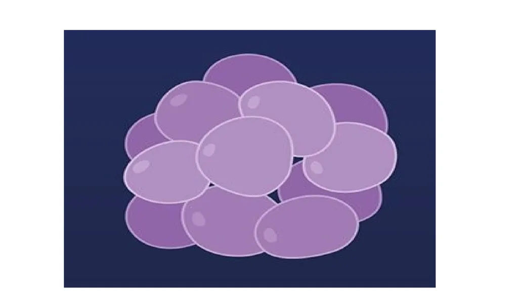 PATHOGENIC MICROORGANISMS WHAT IS A PATHOGEN? A - slide 14 of 38