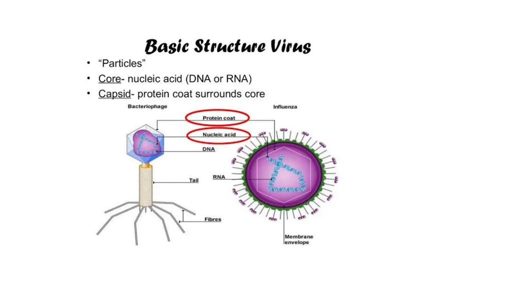 PATHOGENIC MICROORGANISMS WHAT IS A PATHOGEN? A - slide 5 of 38