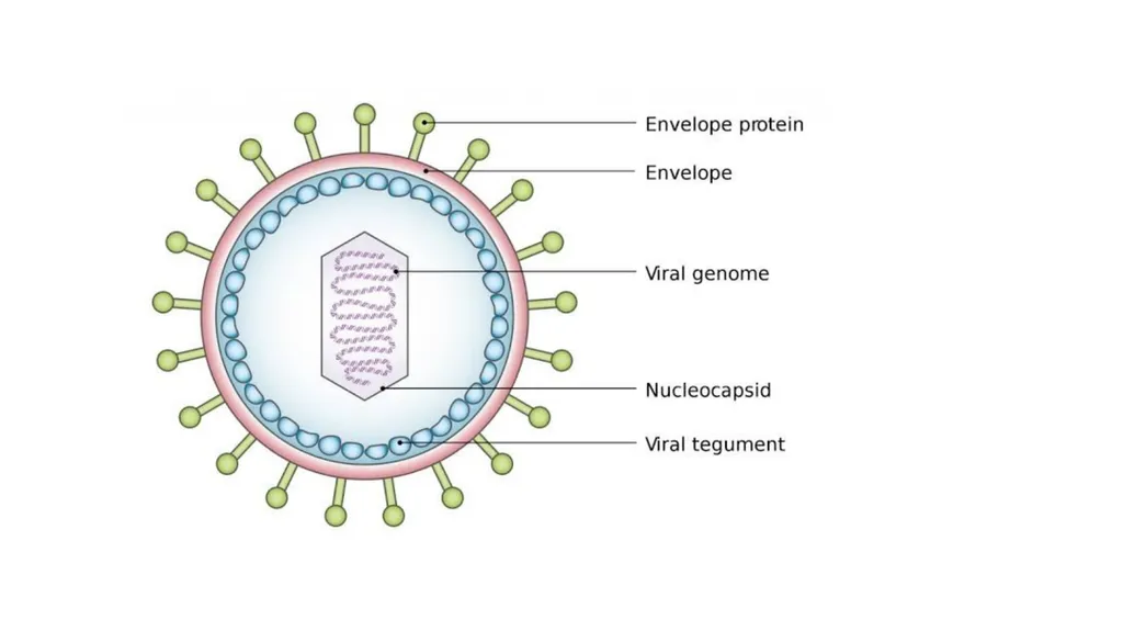 PATHOGENIC MICROORGANISMS WHAT IS A PATHOGEN? A - slide 6 of 38