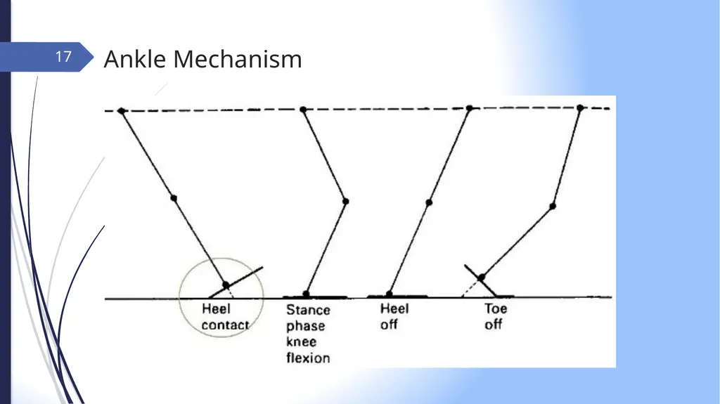 GAIT INTRODUCTION Study of human locomotion . Gait - slide 17 of 27