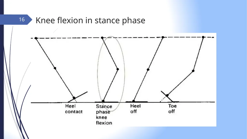 GAIT INTRODUCTION Study of human locomotion . Gait - slide 16 of 27