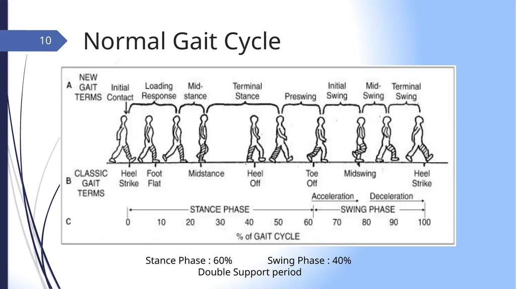 GAIT INTRODUCTION Study of human locomotion . Gait - slide 10 of 27
