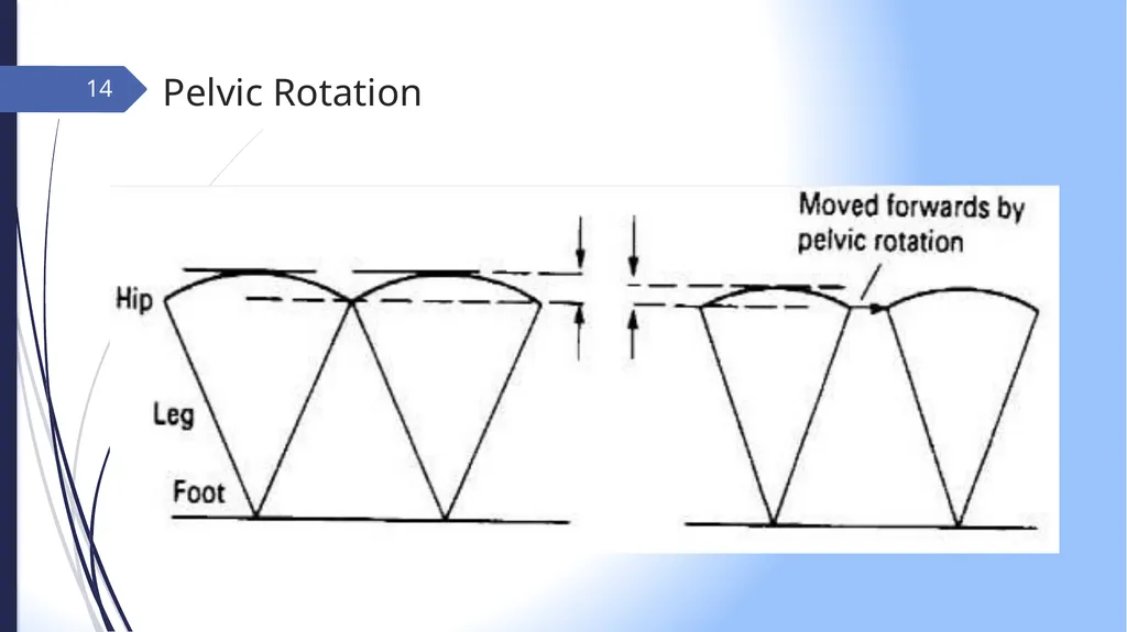 GAIT INTRODUCTION Study of human locomotion . Gait - slide 14 of 27