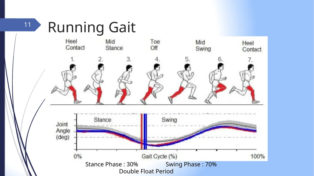 GAIT INTRODUCTION Study of human locomotion . Gait - slide 11 of 27