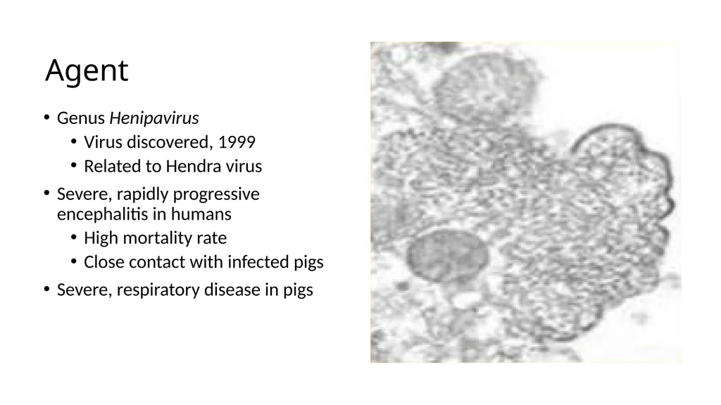 Preventing Future Pandemics. Nipah Virus “Bat with - slide 10 of 32