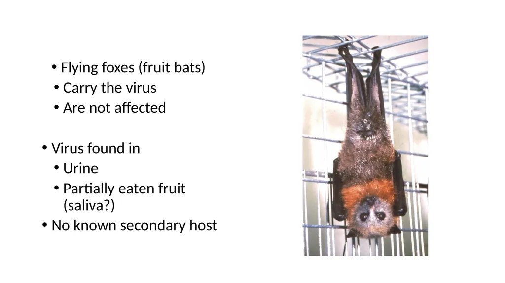 Preventing Future Pandemics. Nipah Virus “Bat with - slide 12 of 32