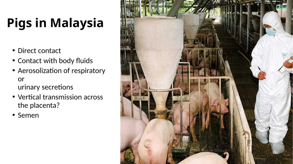 Preventing Future Pandemics. Nipah Virus “Bat with - slide 15 of 32