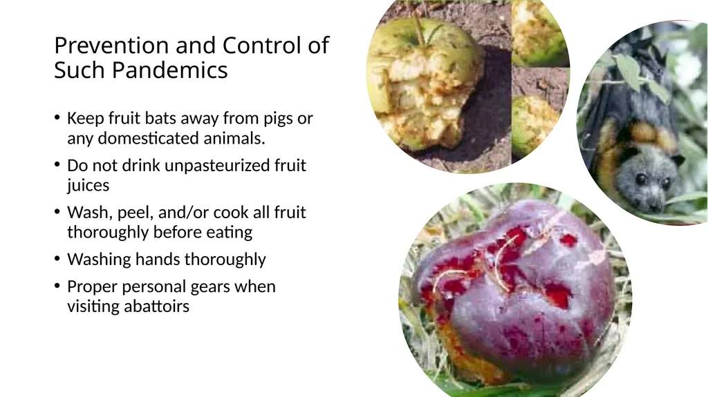 Preventing Future Pandemics. Nipah Virus “Bat with - slide 27 of 32